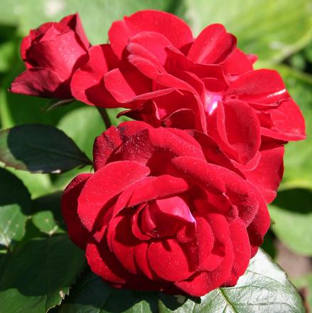 gallery_54122_5_147415.jpg