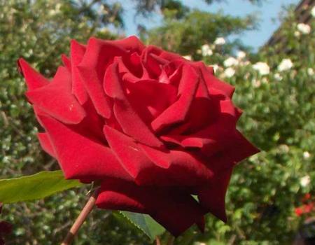 gallery_54122_5_28046.jpg