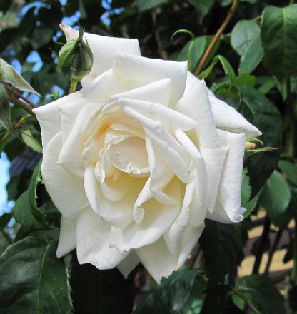 gallery_54122_5_35303.jpg