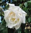 tn_gallery_54122_5_35303.jpg