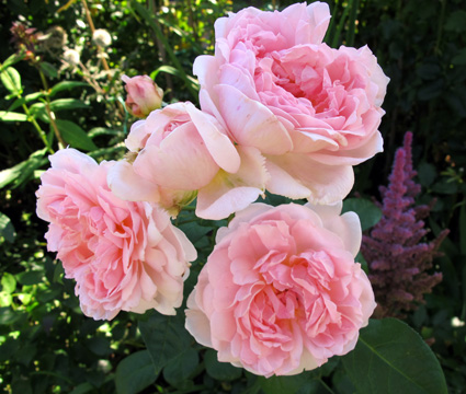 gallery_276_1247_21636.jpg