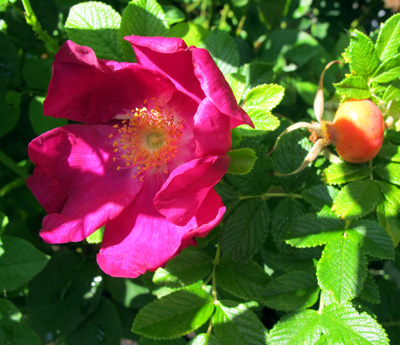 gallery_276_1645_39844.jpg