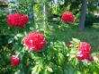 tn_gallery_276_1645_68385.jpg