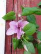 tn_gallery_47926_4832_16246.jpg