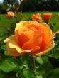 tn_gallery_7111_79_22446.jpg