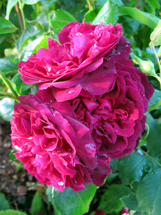 gallery_276_1247_51077.jpg