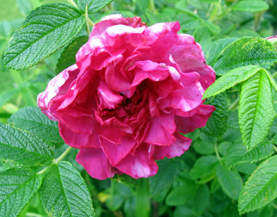 gallery_276_1645_30890.jpg