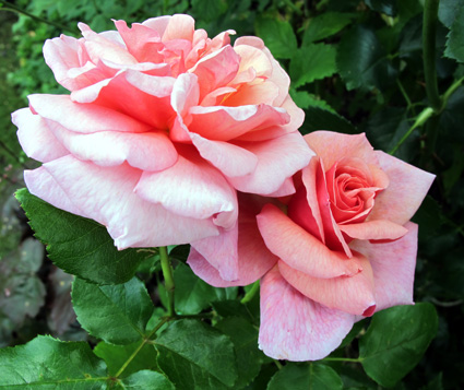 gallery_276_1648_71617.jpg