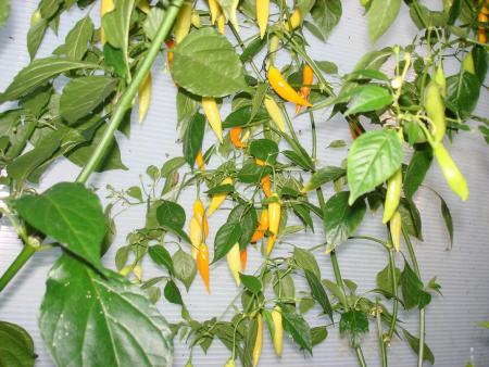 gallery_27171_4057_158507.jpg