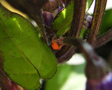 gallery_5306_643_26511.jpg