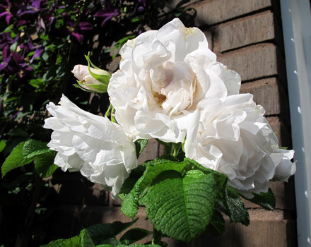 gallery_276_1645_53315.jpg