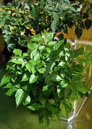 gallery_5306_206_70738.jpg