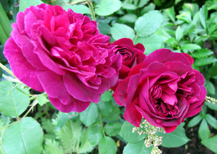 gallery_276_1247_13235.jpg