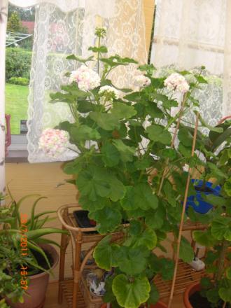gallery_5354_4975_43128.jpg