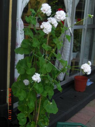 gallery_5354_4975_70073.jpg