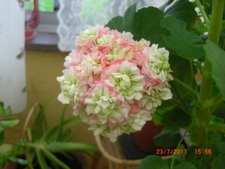 gallery_5354_4975_70084.jpg