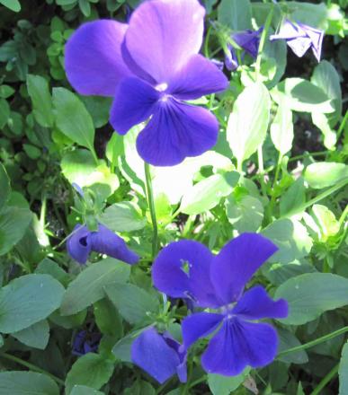 gallery_54122_4927_46700.jpg