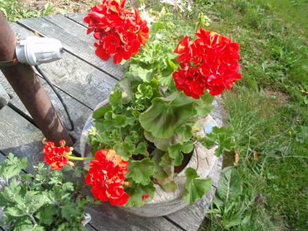 gallery_9983_1626_384826.jpg