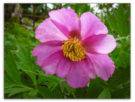 gallery_4038_2187_155610.jpg