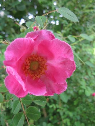 gallery_4038_2187_463060.jpg