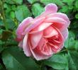 tn_gallery_276_1247_67176.jpg