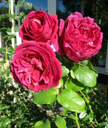 gallery_276_1247_21621.jpg