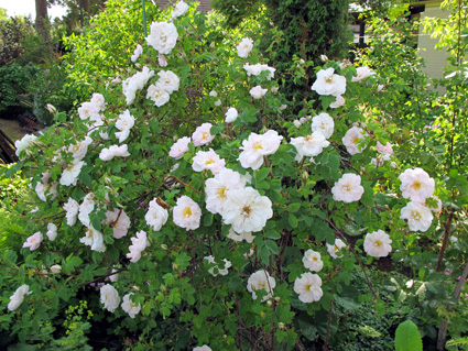gallery_276_1640_76854.jpg