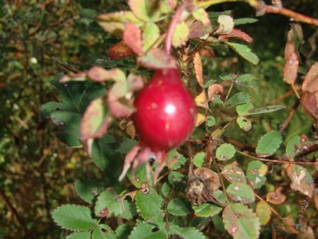 gallery_12789_4992_225004.jpg