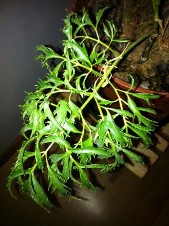 gallery_72147_4987_140419.jpg