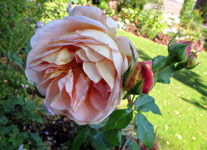 gallery_276_1247_74180.jpg