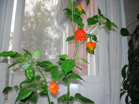 gallery_27171_4057_47842.jpg