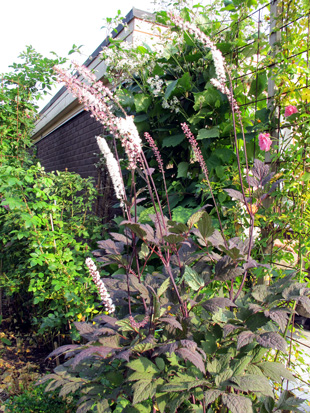 gallery_276_1328_70419.jpg