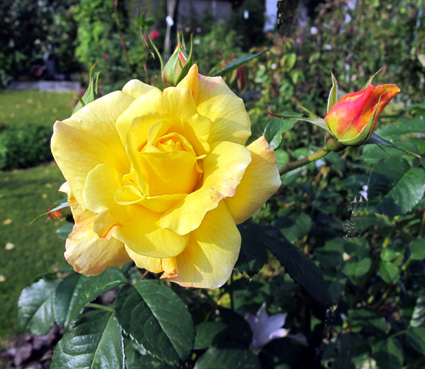 gallery_276_1644_43797.jpg