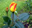 tn_gallery_276_1646_74145.jpg