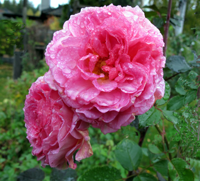 gallery_276_1247_35456.jpg