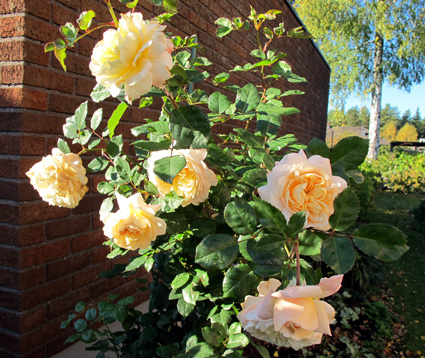 gallery_276_1247_36596.jpg