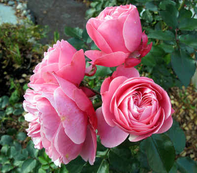 gallery_276_1646_31762.jpg