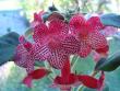 tn_gallery_7433_5022_33216.jpg