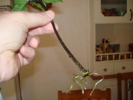 gallery_27171_4057_121357.jpg