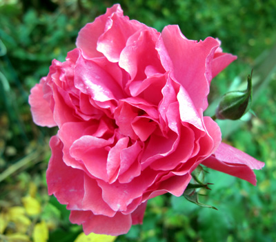 gallery_276_1250_41502.jpg