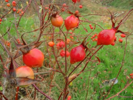 gallery_12789_1345_123289.jpg