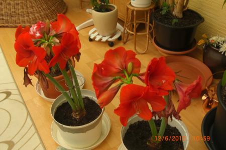 gallery_5354_5044_44534.jpg