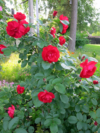 gallery_276_1645_51641.jpg