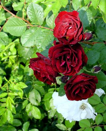 gallery_2991_5067_4737.jpg