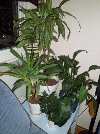 gallery_75435_5073_9267.jpg