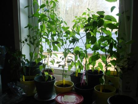 gallery_27171_4057_109529.jpg