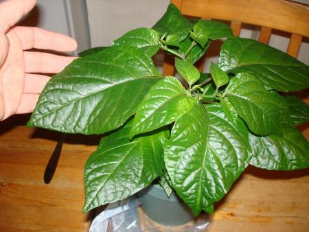 gallery_27171_4057_22493.jpg