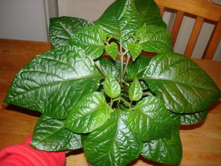 gallery_27171_4057_59833.jpg