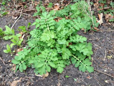 gallery_5953_5111_55541.jpg