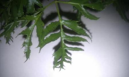 gallery_75858_5118_65588.jpg